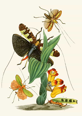 Vintage Insect and Floral Illustration by: John Obadiah Westwood