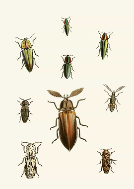 Collection of Illustrated Beetles by: John Obadiah Westwood
