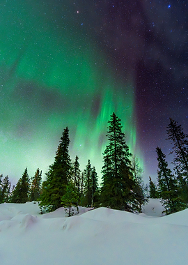 Aurora Borealis over Snowy Forest