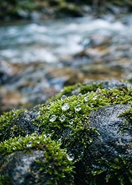 Mossy Rock with Water Droplets