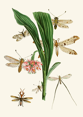 Vintage Insects and Flowers Illustration by: John Obadiah Westwood