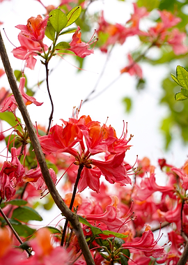 Vibrant Coral Azaleas in Bloom
