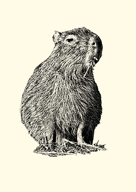Capybara Eating Grass Illustration