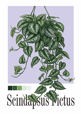Scindapsus Pictus Plant Illustration