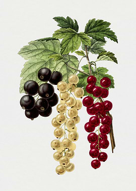 Three Bunches of Currants with Leaves