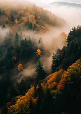 Misty Autumn Forest Landscape