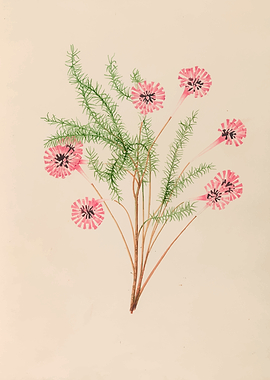 Pink Flowers with Green Foliage