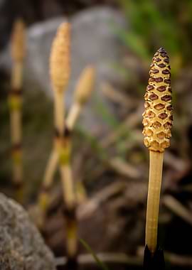 Horsetail Plant Spore Cones