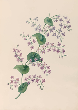 Delicate Pink and Purple Flowers by: Charles Empson