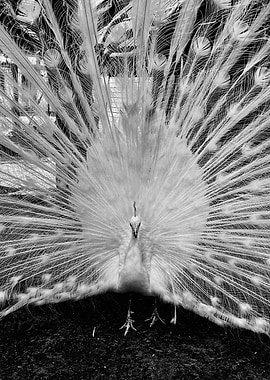 Albino Peacock Displaying Feathers