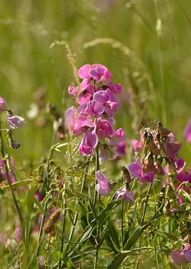 Pink Meadow — Wild Elegance