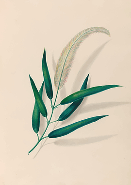 Botanical Illustration of a Feathered Seed Head by: Charles Empson