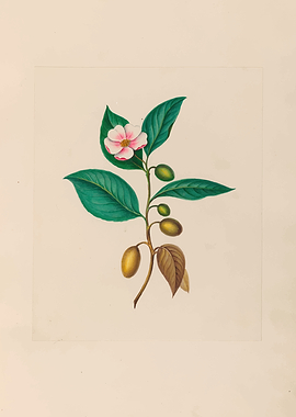 Botanical illustration of a flowering branch by: Charles Empson