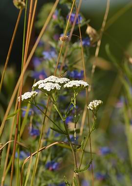Wild Meadow — Summer Harmony
