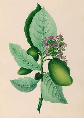 Botanical Illustration of a Flowering Plant by: Charles Empson