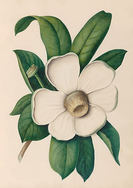 Magnolia Flower and Leaves by: Charles Empson
