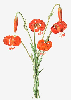 Vintage Orange Lilies