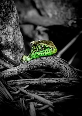 Vibrant Green Lizard on Twigs