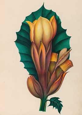 Exotic Flower Illustration by: Charles Empson