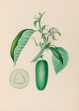 Botanical Illustration of a Passion Flower and Fruit by: Charles Empson
