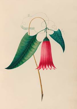 Vibrant Bell Flower Illustration by: Charles Empson