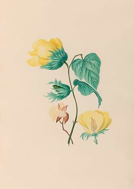 Yellow Cotton Flowers and Leaves by: Charles Empson