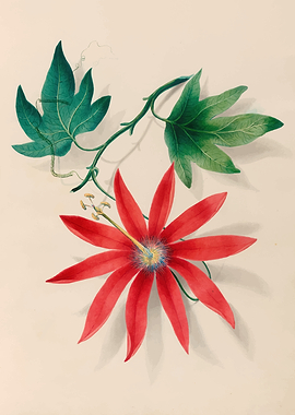 Red Passion Flower with Green Leaves by: Charles Empson