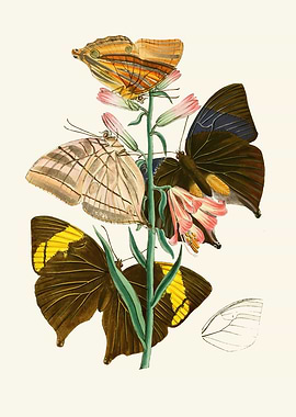 Vintage Butterfly and Flower Illustration by: John Obadiah Westwood