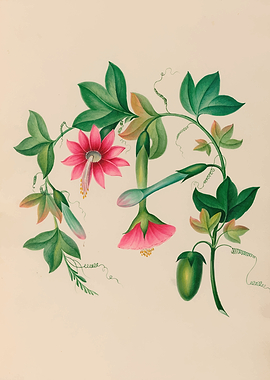 Botanical Illustration of Passion Flower