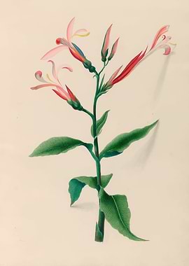 Pink Canna Lily Botanical Illustration by: Charles Empson
