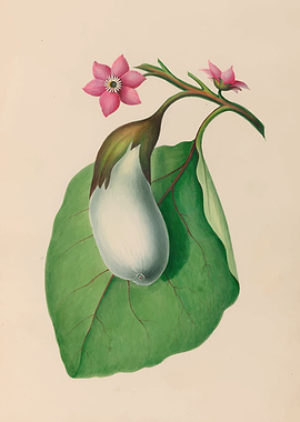 White Eggplant with Pink Flowers by: Charles Empson