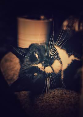 Black and white cat lying down