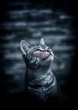 Mysterious Cat Looking Up