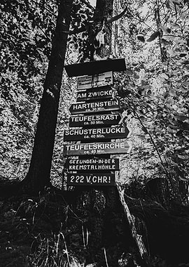 Forest Signpost with Skull