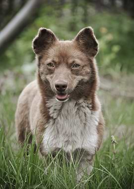 Brown dog in green grass