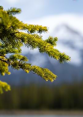 Pine Branch with Mountain Background