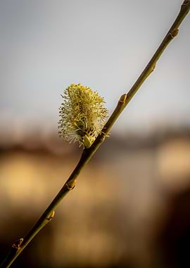 Pussy Willow Bud in Spring