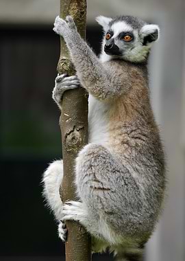 Ring-tailed Lemur Climbing a Tree
