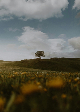Lone tree on a grassy hill