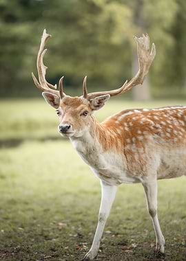 Fallow Deer with Antlers