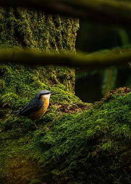Nuthatch perched on mossy tree trunk