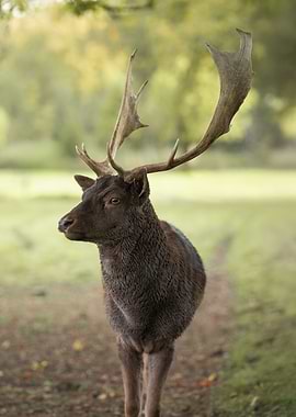 Deer with Antlers in Nature