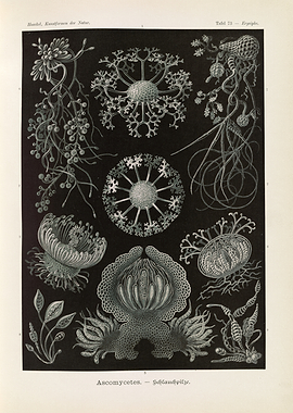 Haeckel's Art Forms of Nature: Ascomycetes