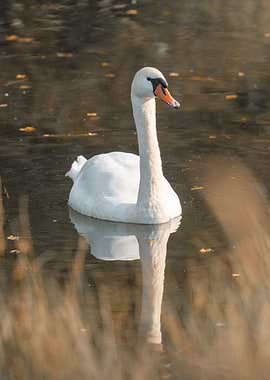 Swan on a tranquil lake