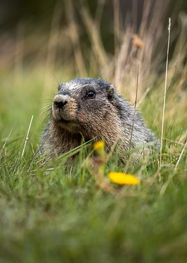 Marmot peeking through grass