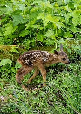 New born fawn in lush green foliage