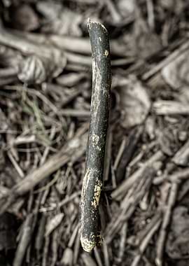 Close-up of a broken twig on the ground