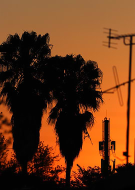 Palm Trees Silhouetted Against Sunset