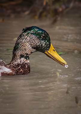 Mallard Duck with Water Droplet