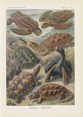 Vintage Illustration of Various Turtles